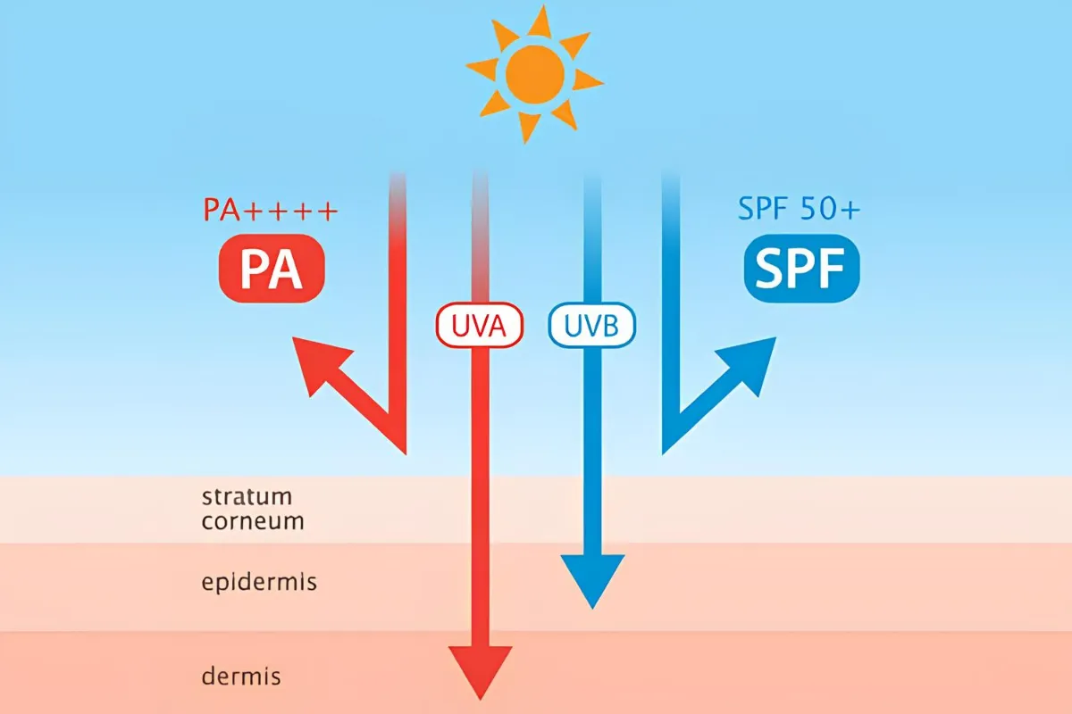 SPF چیست؟ مقدار مناسب و تفاوت بین اس پی اف های مختلف 2 آشنایی با اشعههای UVA و UVB و اهمیت ضد آفتاب طیف گسترده